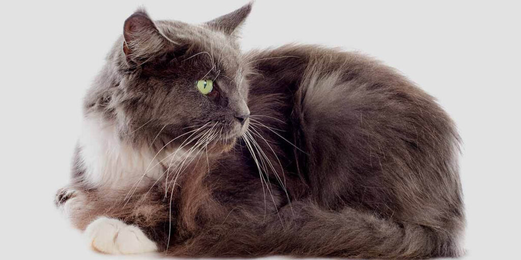 Best Diet For Maine Coon Cat