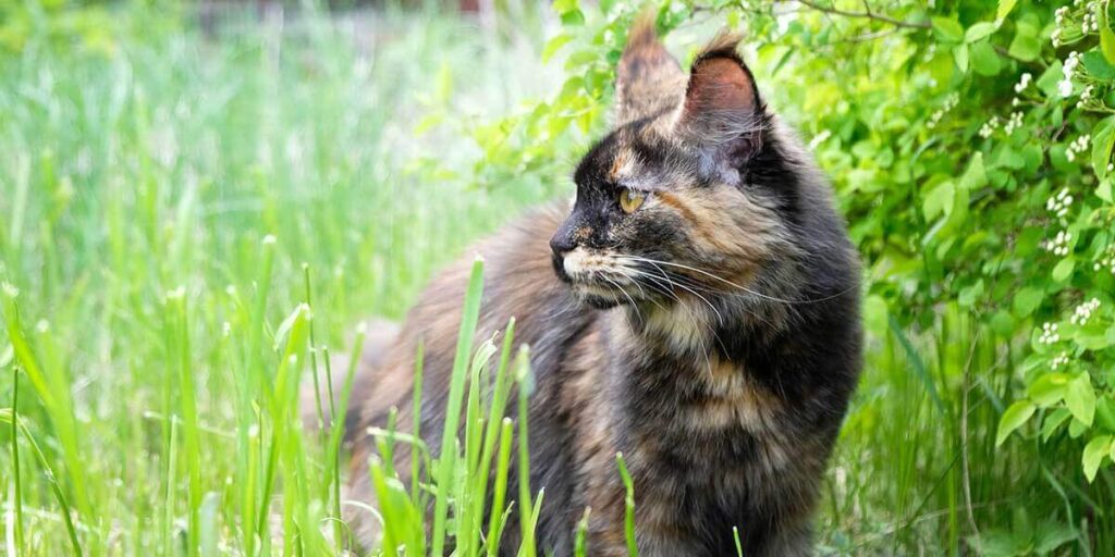 History Of Maine Coon Cats