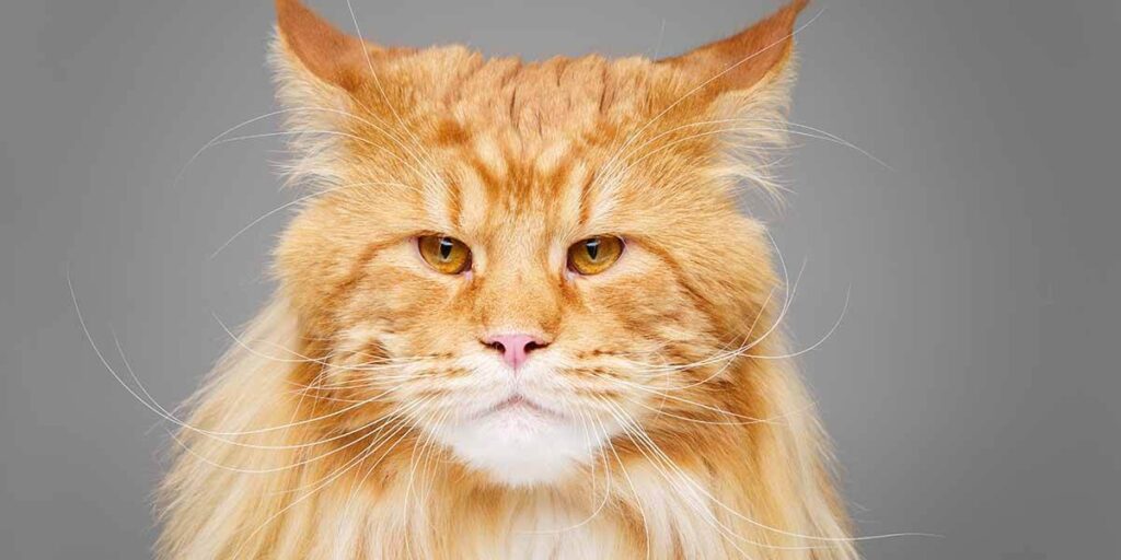 How Are Maine Coon Cats Different From Other Blue Cats