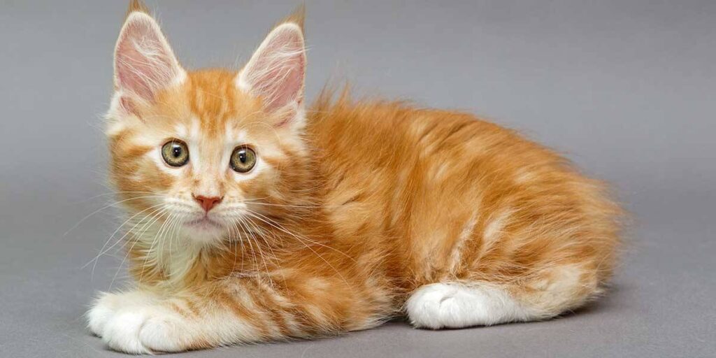 How To Take Care Of Maine Coon Kitten