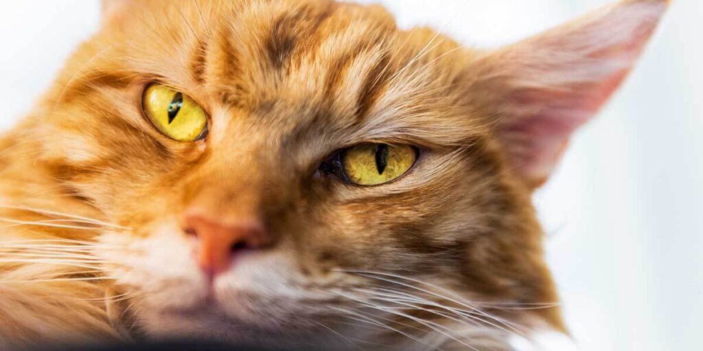 Things To Know About Eyes Of Maine Coon Cats