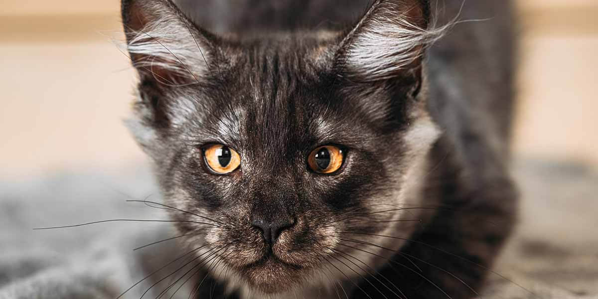 What Are The Possible Health Issues Maine Coon Can Face? Maine Coon Care