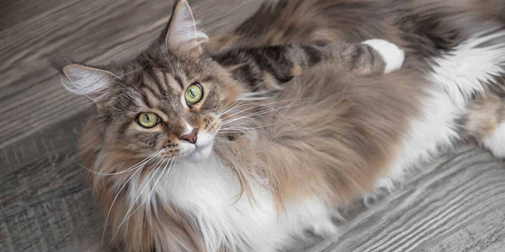 What Is The Average Size Of Female Maine Coon Cats