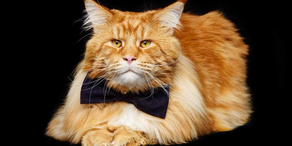 What Is The Average Size Of Male Maine Coon Cats