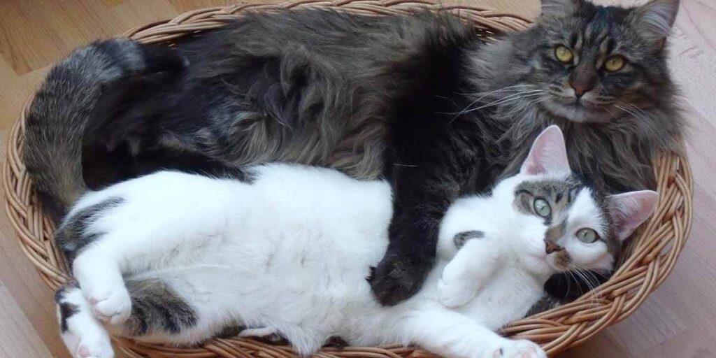 When Do Maine Coon Cats Mate